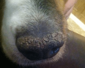 my dog's nose is dry